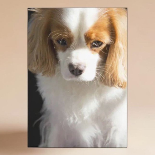 Cartão Cobertor para Amantes de Cães Cavalier King Charle (Criador carregado)