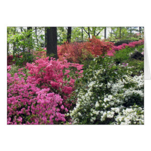 Cartão Cobertura da azálea