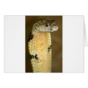 Cartão cobra de rei