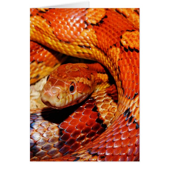 Cartão Cobra de tapete (Frente)