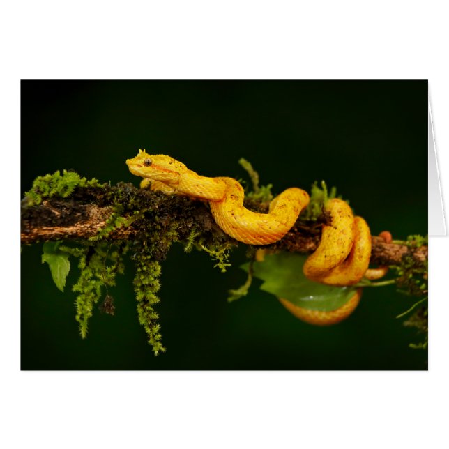 Cartão Cobra do Viper venenoso da Costa Rica (Frente Horizontal)