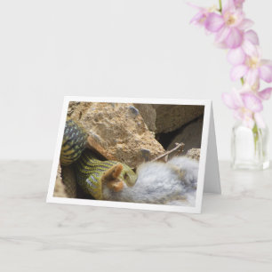 Cartão Cobra Montpellier a usar a placa de coelho