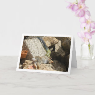 Cartão Cobra Montpellier a usar a placa de coelho