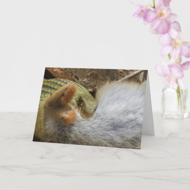 Cartão Cobra Montpellier a usar a placa de coelho (Orquídea)