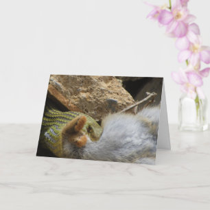 Cartão Cobra Montpellier a usar a placa de coelho