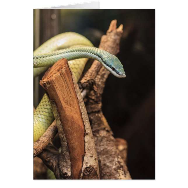 Cartão Cobra verde branco e amarelo (Frente)