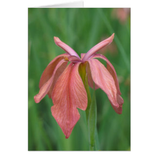 Cartão Cobre Iris