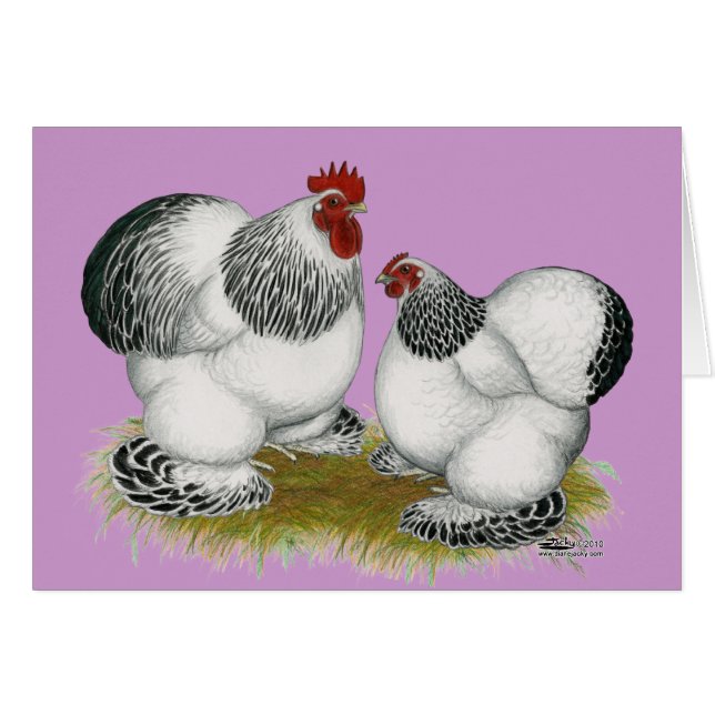 Cartão Cochins: Bantams Columbianos (Frente horizontal)