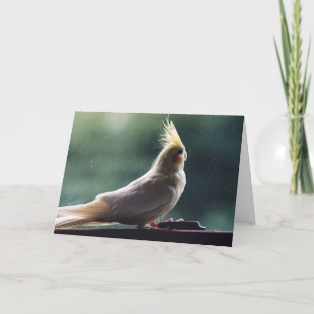 Cartão "Cockatiel" Bird Photography Greeting Card (Frente)