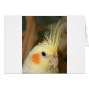 Cartão Cockatiel Cutie