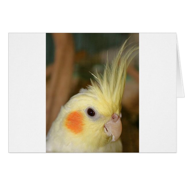 Cartão Cockatiel Cutie (Frente Horizontal)