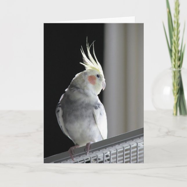 Cartão Cockatiel Greeting Card (Frente)