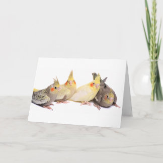 Cartão Cockatiels
