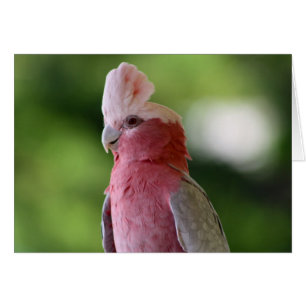 Cartão Cockatoa Rosa