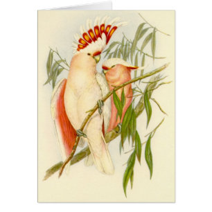 Cartão Cockatoo de Gould - de Leadbetter