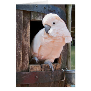 Cartão Cockatoo Molucano