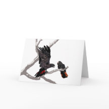 Cockatoo Negro de cauda vermelha