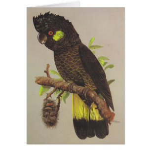 Cartão Cockatoo preto Amarelo-atado
