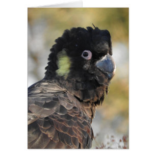 Cartão Cockatoo preto de cauda amarela
