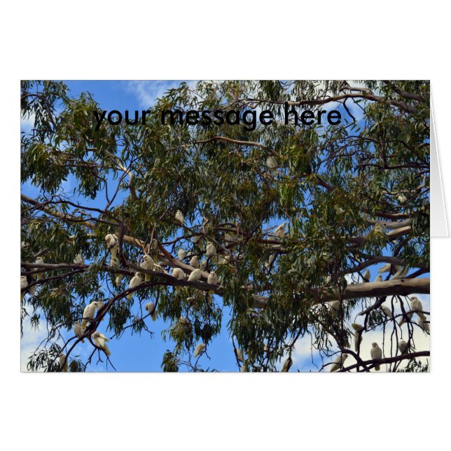 Cartão Cockatoos brancos selvagens australianos, (Frente Horizontal)