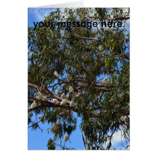 Cartão Cockatoos selvagens australianos,