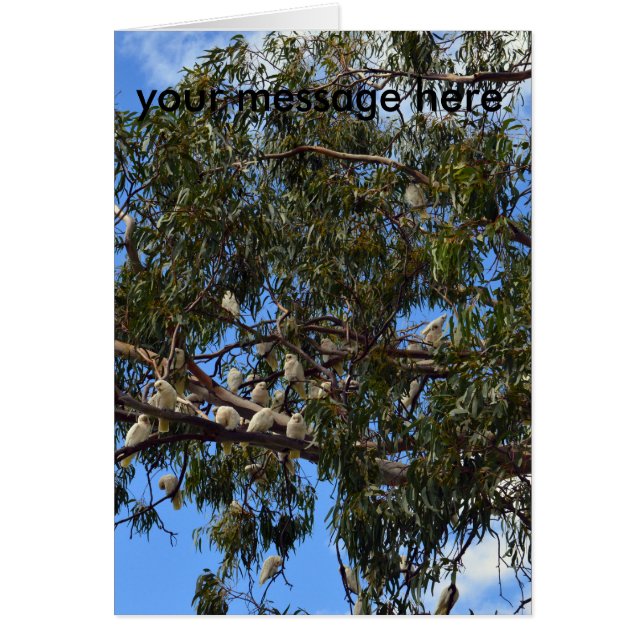 Cartão Cockatoos selvagens australianos, (Frente)