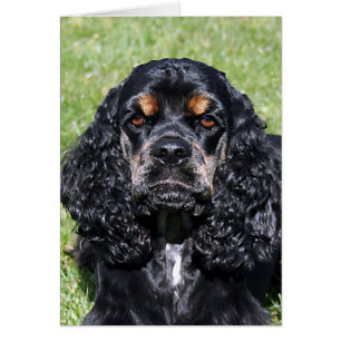 Cartão Cocker spaniel