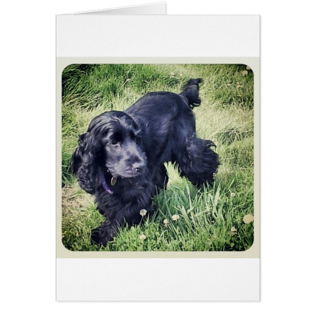 Cartão Cocker Spaniel (Frente)