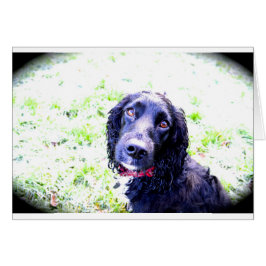 Cartão Cocker Spaniel