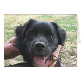 Cartão Cocker Spaniel Posando para Câmera