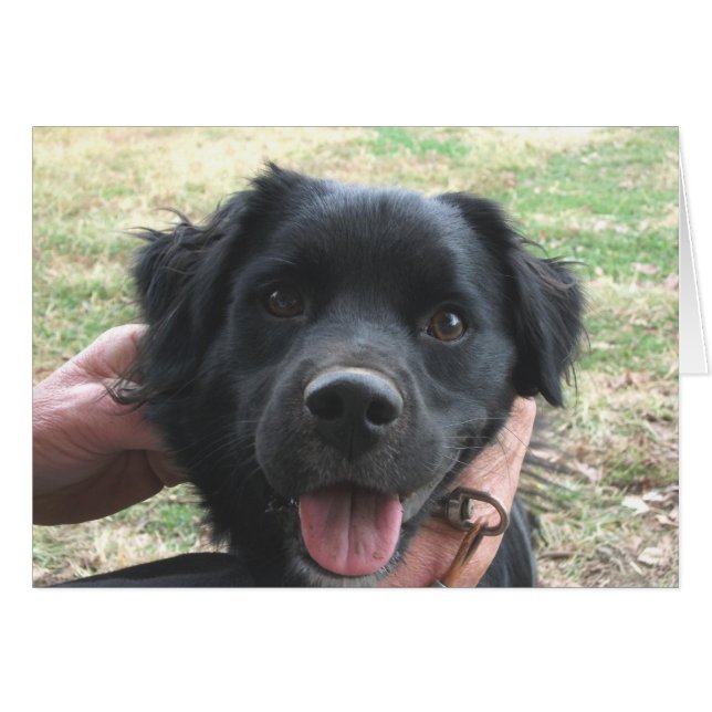 Cartão Cocker Spaniel Posando para Câmera (Frente Horizontal)