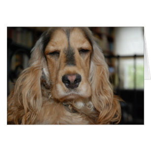 Cartão Cocker Spaniel Sushi