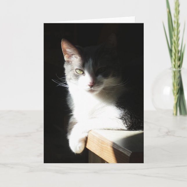 Cartão "Coco in the Light I." Greeting Card (Frente)