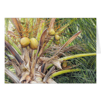 Cartão "Coconuts" Paul McGehee