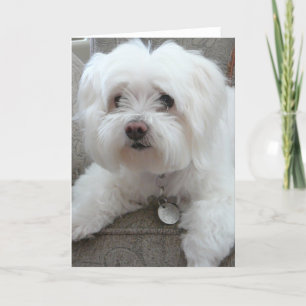 Cartão Cody, adorable Maltese on chair #1