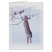 Coelhinho de maçã - Coelho