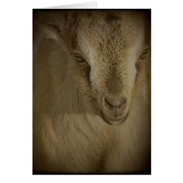 Cartão Coelho (Frente)