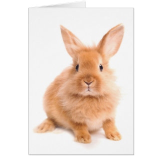 Cartão Coelho