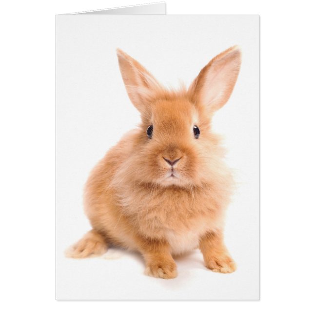 Cartão Coelho (Frente)