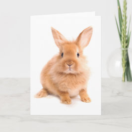 Cartão Coelho