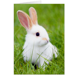Cartão Coelho branco