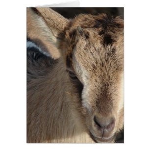 Cartão Coelho da Cabra