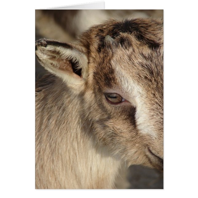 Cartão Coelho da Cabra (Frente)