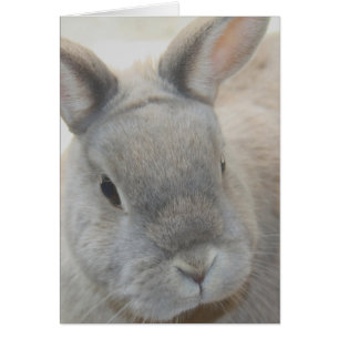 Cartão coelho fotografado por Tutti