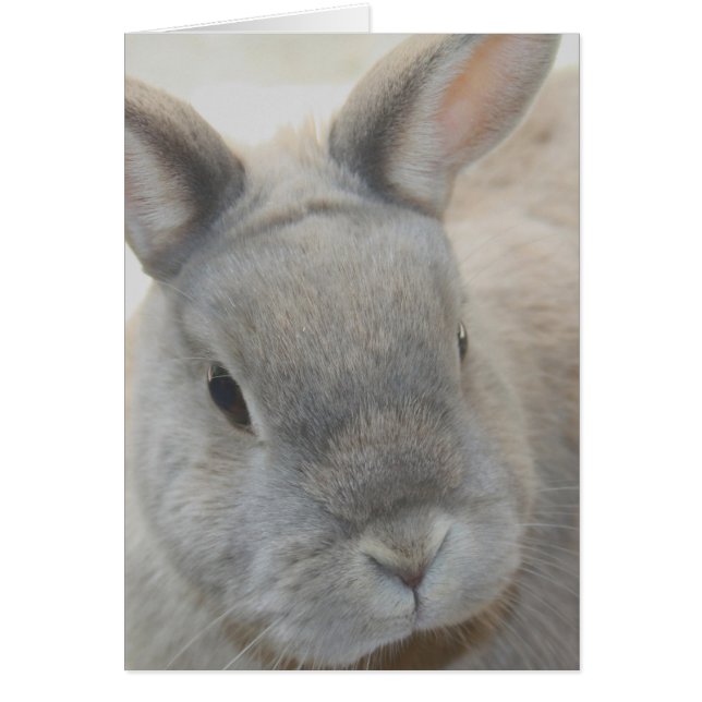 Cartão coelho fotografado por Tutti (Frente)