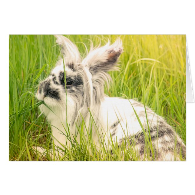 Cartão Coelho preto e branco (Frente Horizontal)