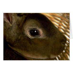 Cartão Coelho Rex Apricot