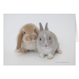 Cartão Coelhos do anão e do Holland Lop dois Netherland