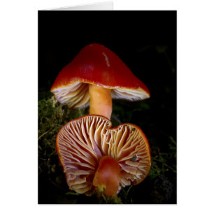 Cartão Cogumelo de Waxcap