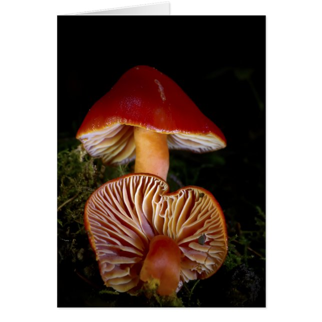 Cartão Cogumelo de Waxcap (Frente)